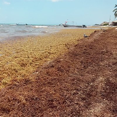 RIVIERA MAYA NEWS