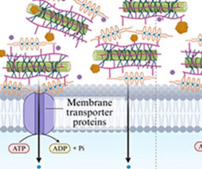 Illustration of membrane transporter proteins in a cell membrane. Includes ATP to ADP conversion, with molecules moving across the membrane.