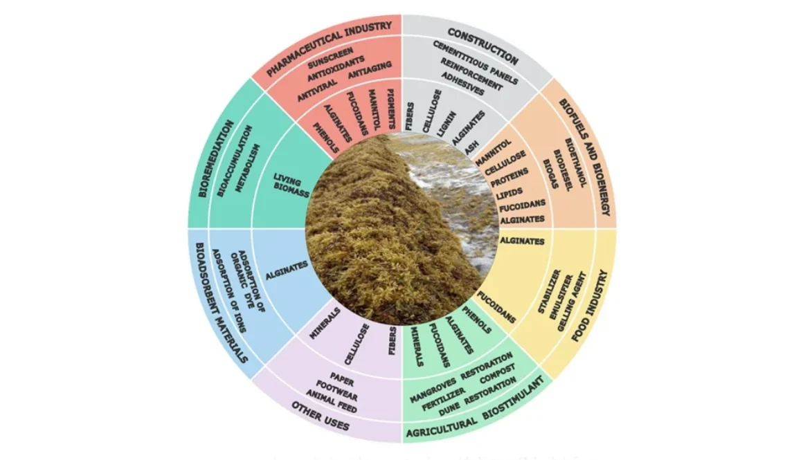 biomass-06-00009-9X